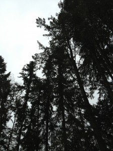 Trees and Rain Seattle