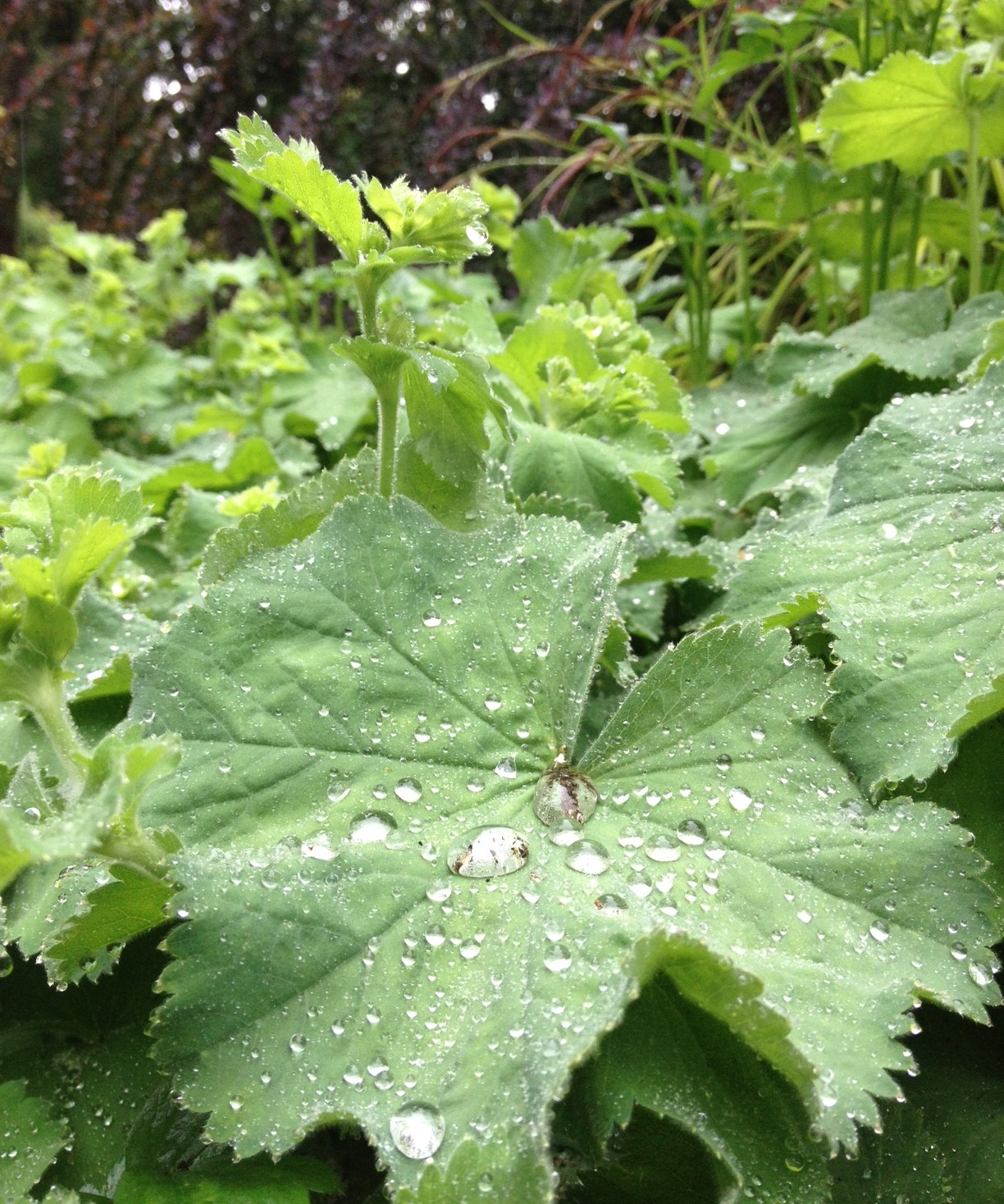 Rainleaves